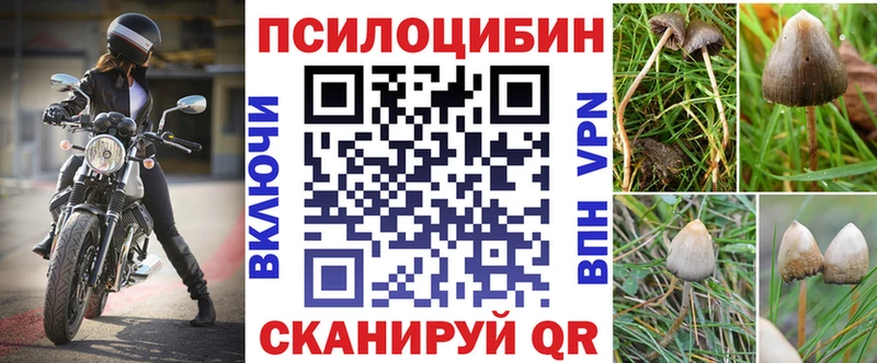 Купить где  Сегежа  Галлюциногенные грибы Psilocybine cubensis 